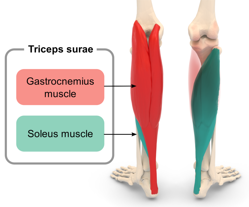 Soleus running 2025